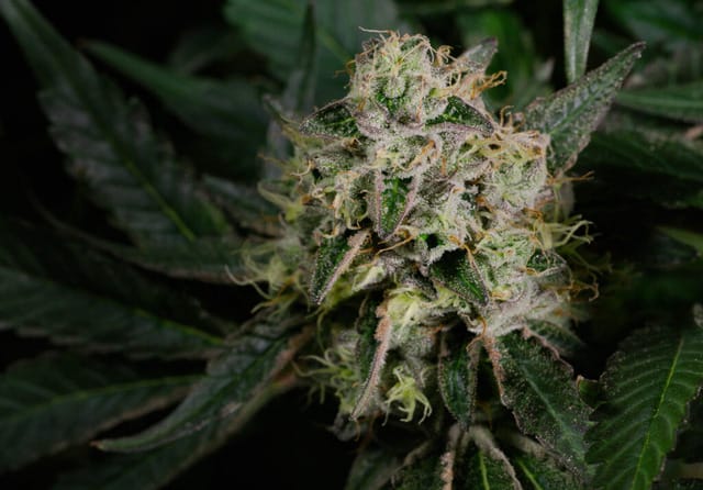 Brownie Scout cannabis strain. Image via Rythm.
