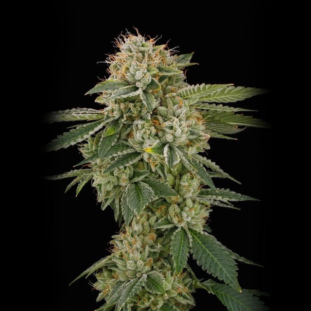 Casino Kush cannabis strain. Image via Cannabiotix. 
