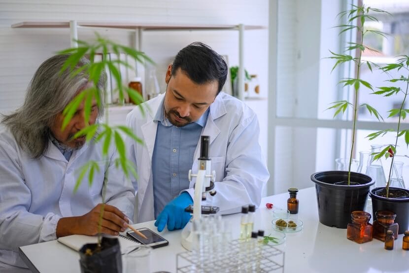 Scientists researching cannabis in a lab