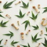Cannabis leaves and psychedelic mushrooms arranged on a white background.