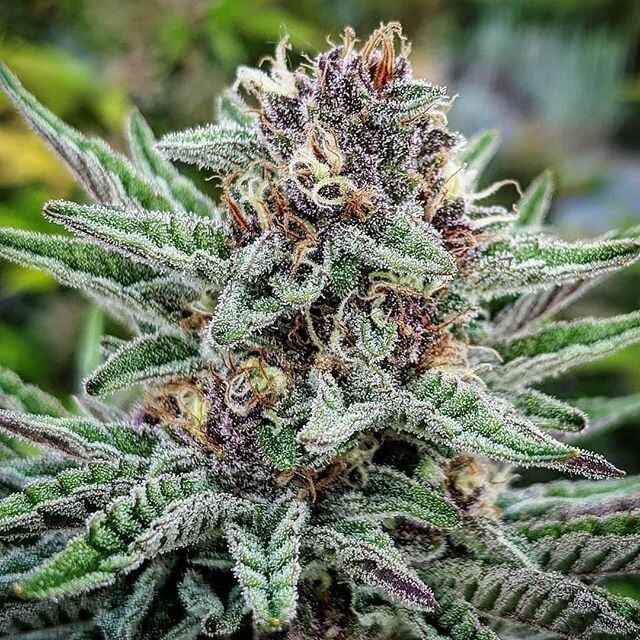Blueberry Muffin cannabis strain. Image via Seedfinder