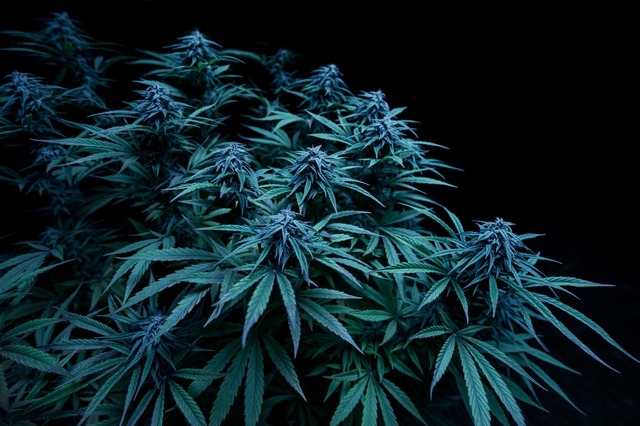 Blue Dream cannabis strain.