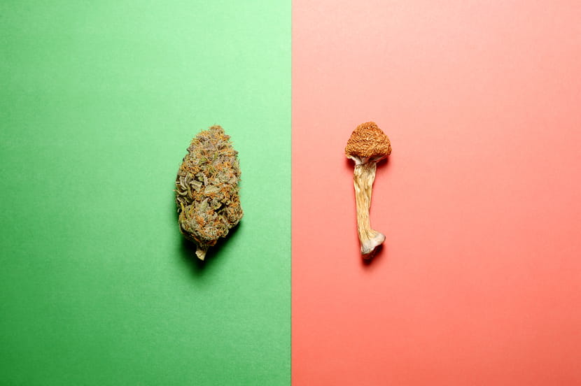 A dried cannabis flower next to a psychedelic mushroom on contrasting red and green backgrounds.