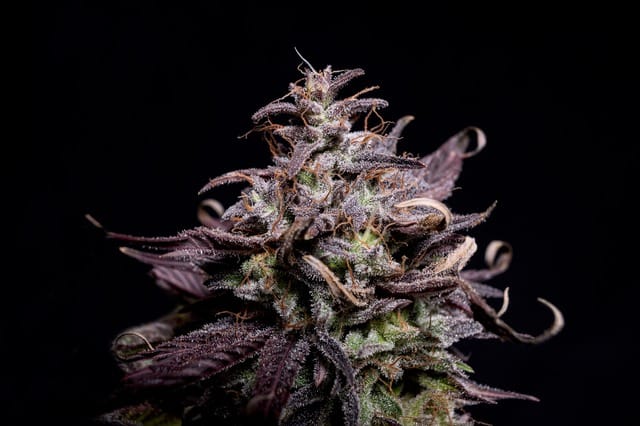 Purple Kush cannabis strain.