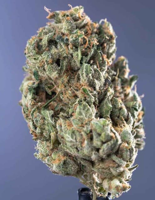 Garlic Breath cannabis strain