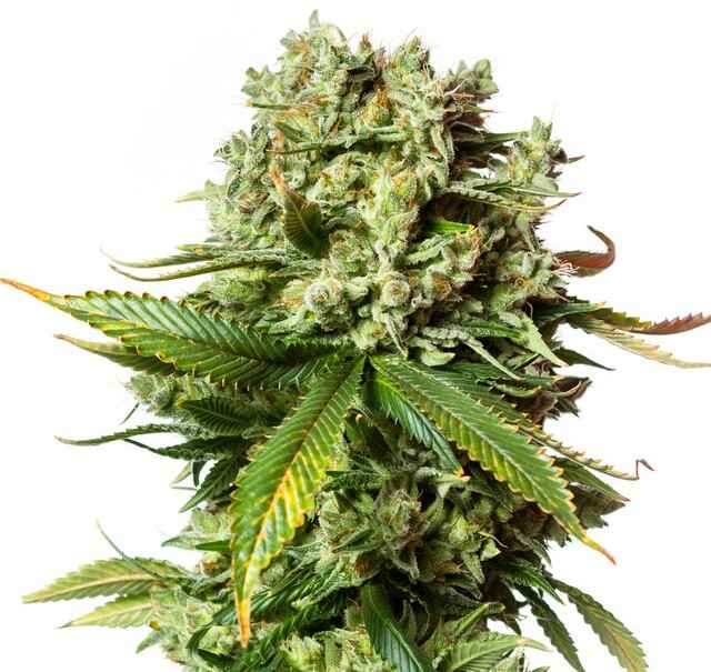 Gorilla Glue #4 cannabis strain.