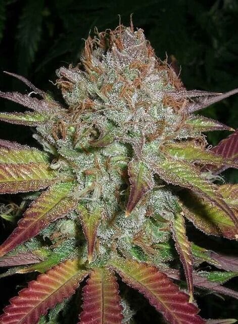 Grapefruit Diesel cannabis strain. Image via CannaConnection.