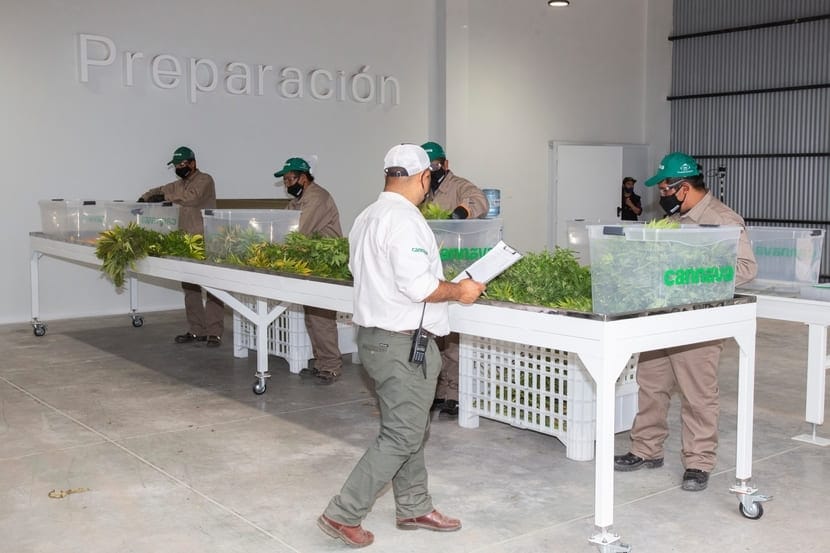 Argentinean workers at an industrial cannabis farm trimming cannabis