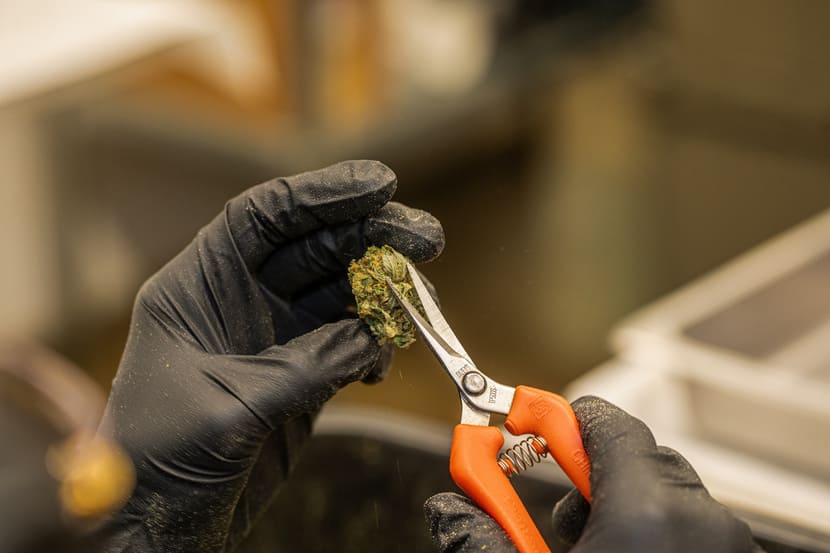 A gloved hand trimming a cannabis flower