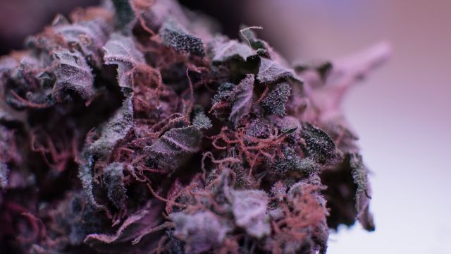 Purple Haze Cannabis Strain