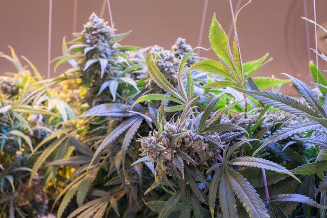 Jack Herer Cannabis Strain