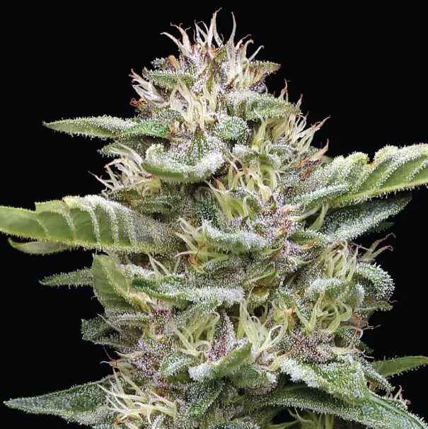 Garlic Budder Cannabis Strain. Image via Humboldt Seed Company.
