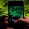 A person uses a smartphone to photograph cannabis plants in a grow room.