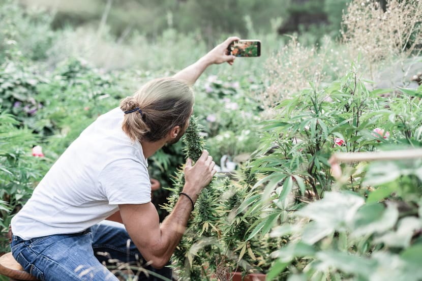 A content creator takes a selfie while smelling a flowering cannabis plant.