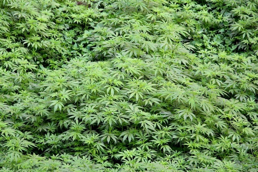 Marijuana field in India