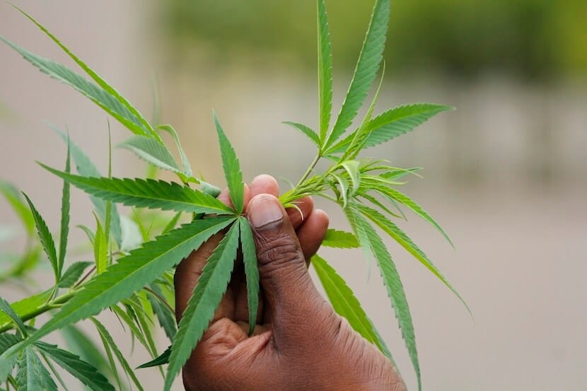 Indian person's hand holding a cannabis leaf