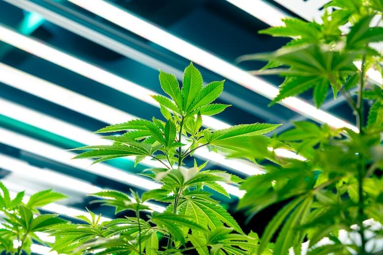 Cannabis plants in an indoor grow